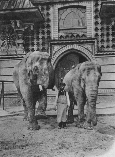 Siam the elephant (left) in the Berlin Zoo - the only elephant to survive the war/Image: Public Domain